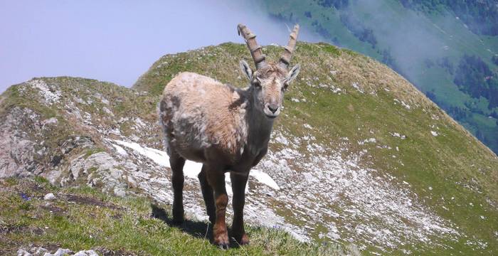 Junger Steinbock auf einem Gipfel