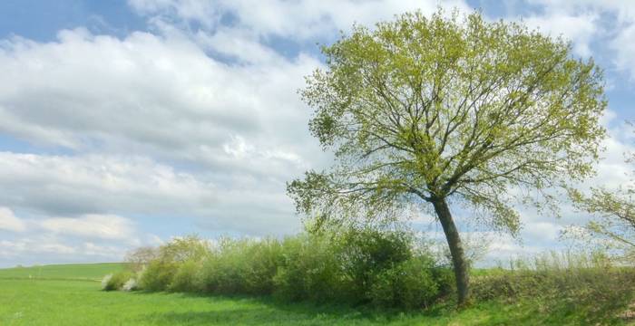 L'une des haies de Lentigny