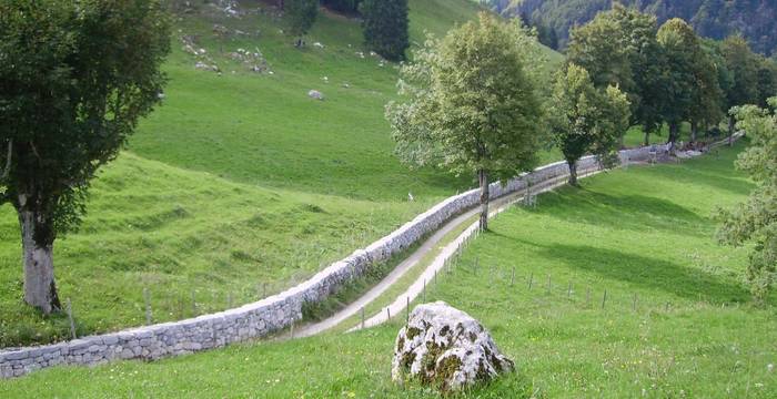 Baumallee und Mauer bei La Monse, Charmey