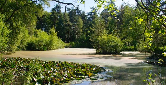 Plan d'eau et végétation des marais de Guin