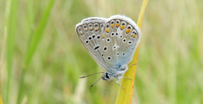 Schmetterling auf einem Grashalm