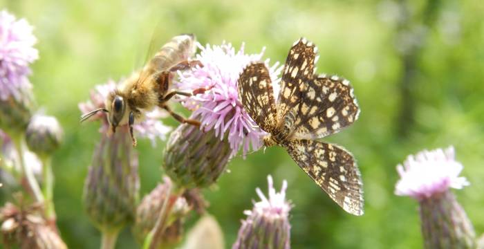 Pollinisateurs sur une fleur