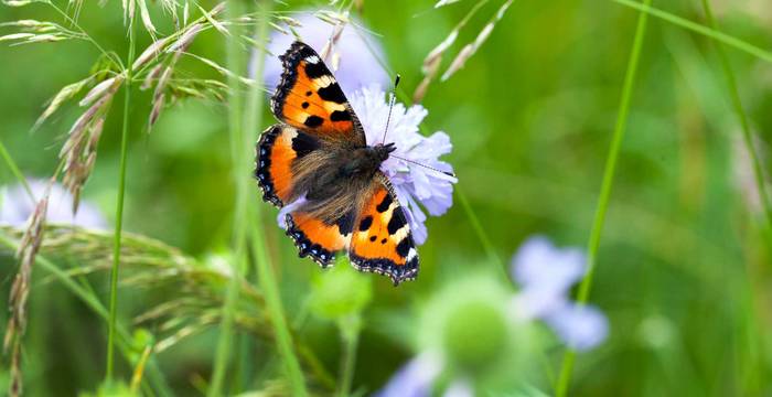 Schmetterling auf Nahrungssuche auf einer Feldblume © Pro Natura