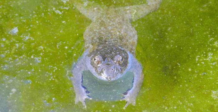 Sonneur à ventre jaune dans l'eau © Sylvie Rotzetter