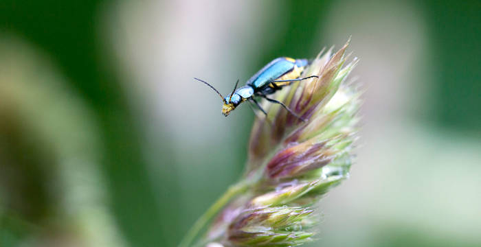 Coléoptère