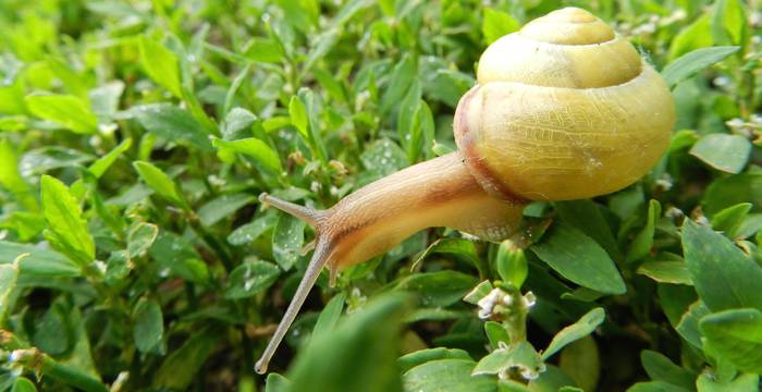 Schnecke © Sylvie Rotzetter