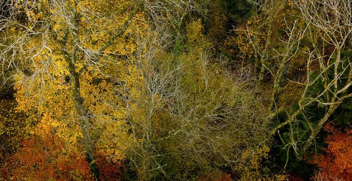 Forêt © Pro Natura