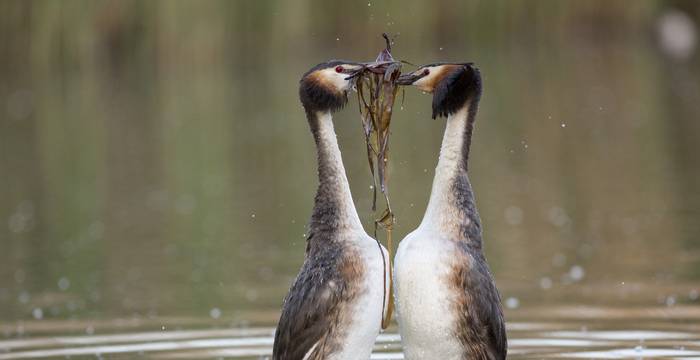 Couple de Grèbes huppés durant leur parade