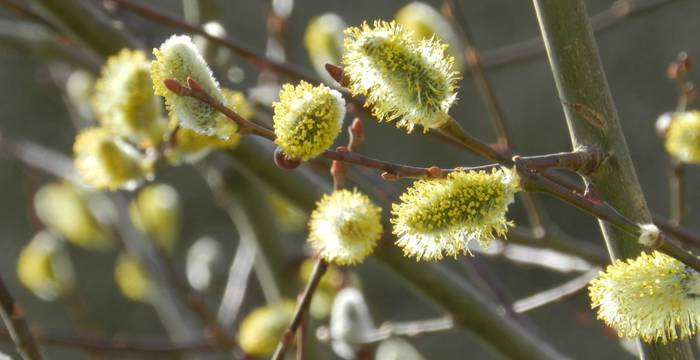 Arbuste en fleurs