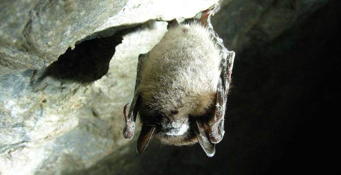 Myotis lucifugus © Publicdomainimages on Pixabay