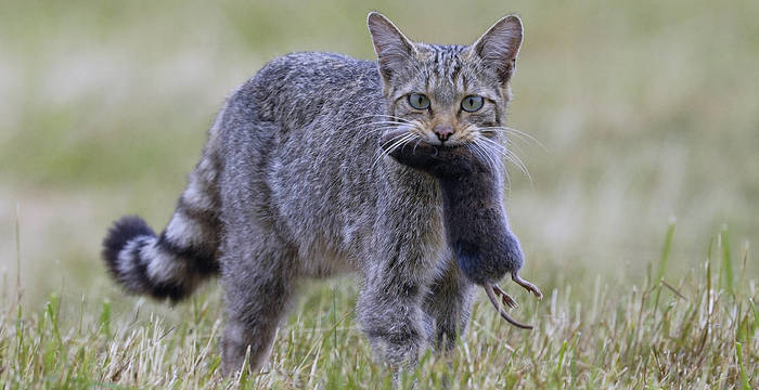 Chat sauvage en chasse