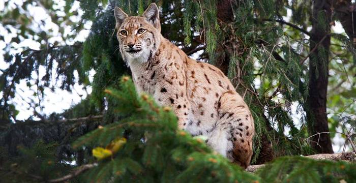 Lynx @ Christian Oeschger