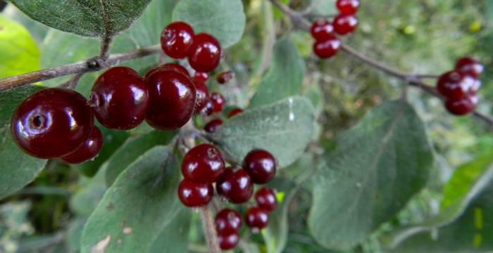 Rotes Geissblatt © Sylvie Rotzetter