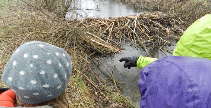 Biberdamm © Pro Natura Fribourg