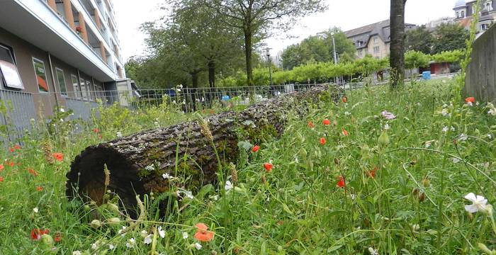 Aufgewertetes Grundstück © Pro Natura Freiburg