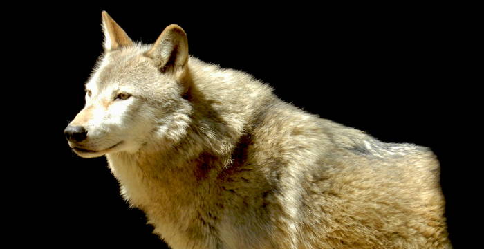 Loup © Sylvie Rotzetter