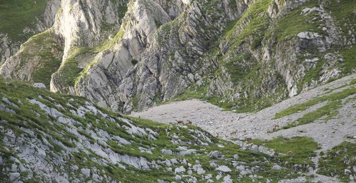 Chamois aux Morteys © Sarah Delley