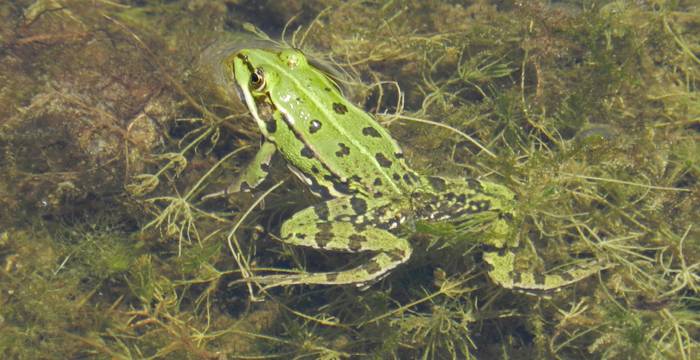 Frosch (Rana)