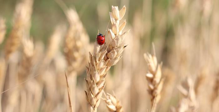 Coccinelle dans un champ cultivé