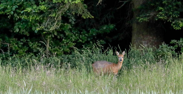 Reh am Waldrand