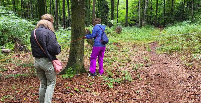 Rallye forestier