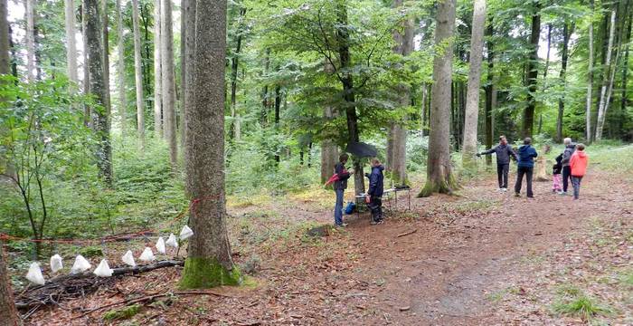 Rallye forestier