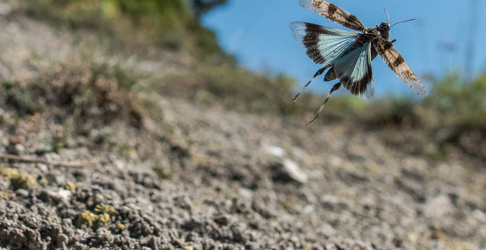 Blauflügelige Ödlandschrecke