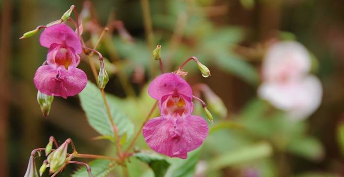 Impatiens © Kirsi Eerikkilä / Pixabay