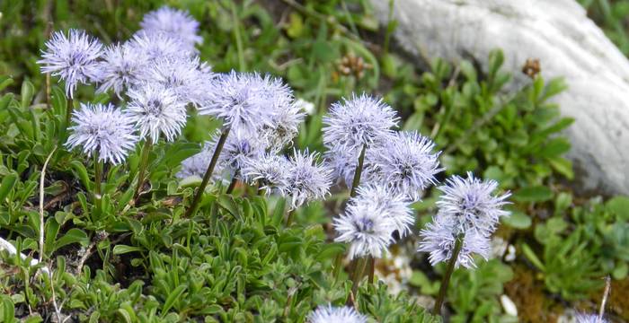 Globularia © Sylvie Rotzetter