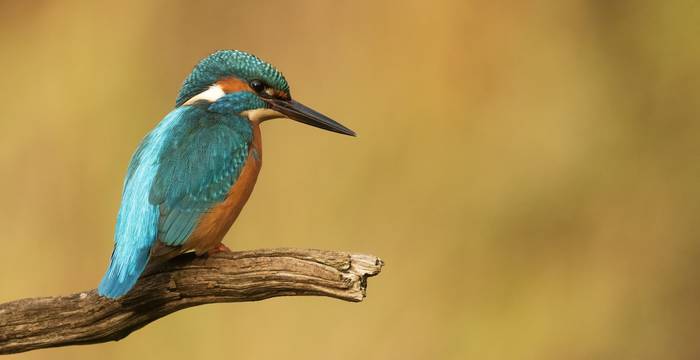 Martin-pêcheur © Unsplash / Hans Veth