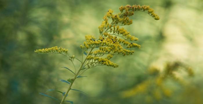 Solidages © Unsplash / Olli Kilpi