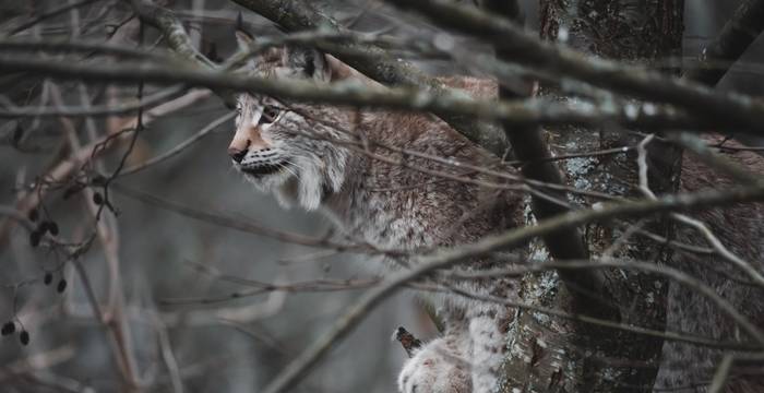 Lynx © Unsplash/Patrick Müller