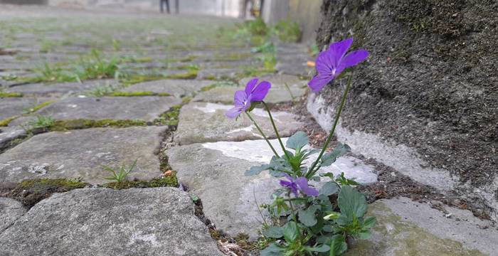 Végétation spontanée en milieu urbain