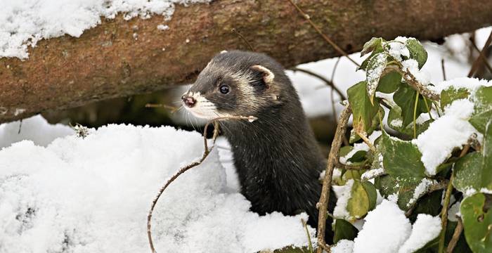 Putois dans la neige