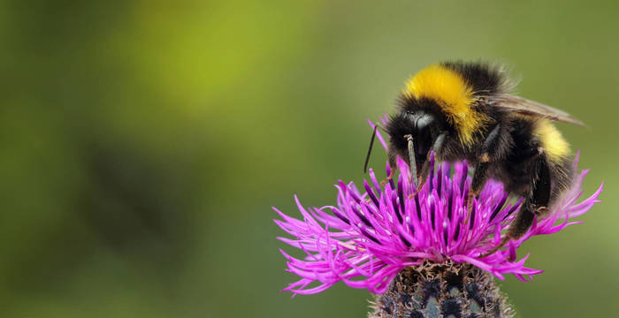 Bourdon sur une astéracée