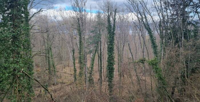 Forêt du Canada (Fribourg) en hiver