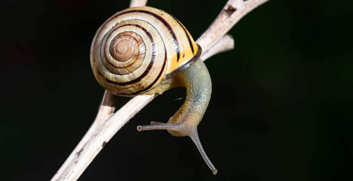 Escargot des haies sur une branche