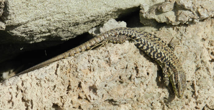 Lézard des murailles sur un mur