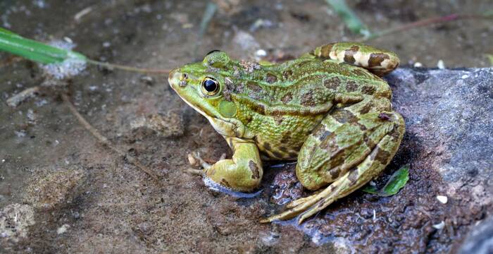 Grenouille verte sur le sol