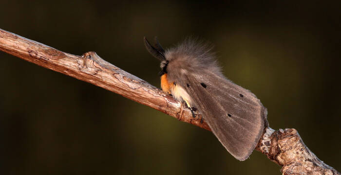Papillon de nuit sur une tige