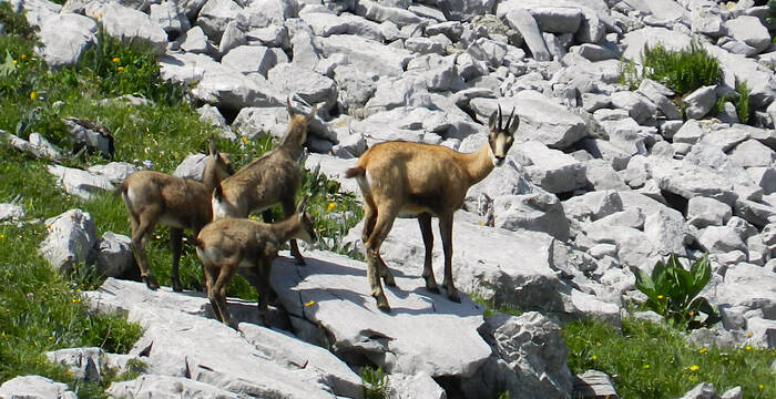 Chamois femelle et ses jeunes