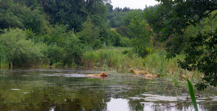 Highlands dans un plan d'eau de l'Auried