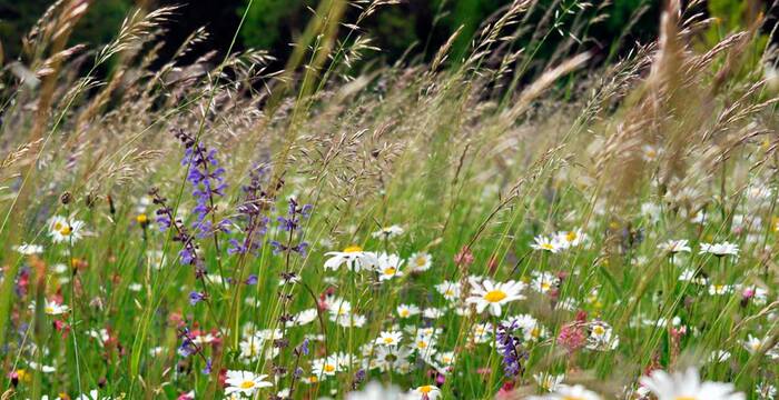 Prairie fleurie