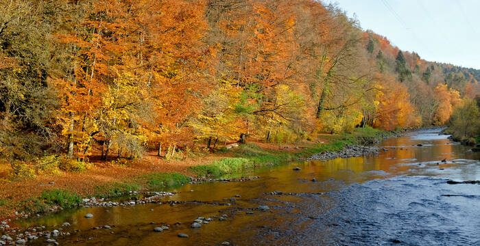 Arbres aux couleurs de l'automne