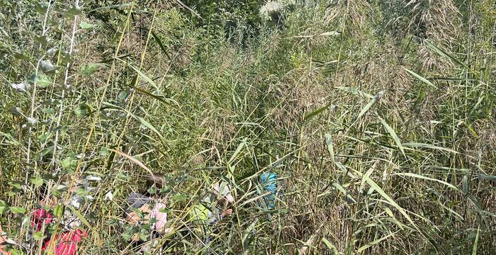 Sur les traces du castor à Fribourg