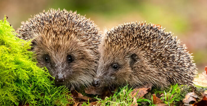 Deux hérissons