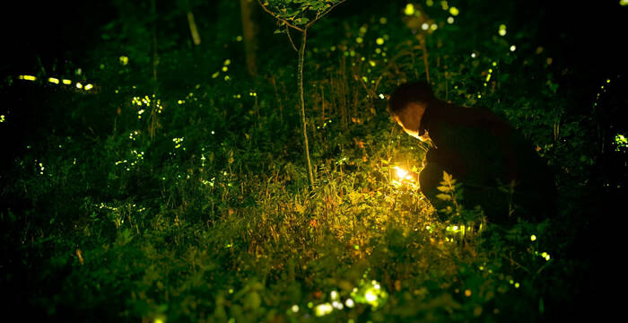 Homme observants des vers luisants