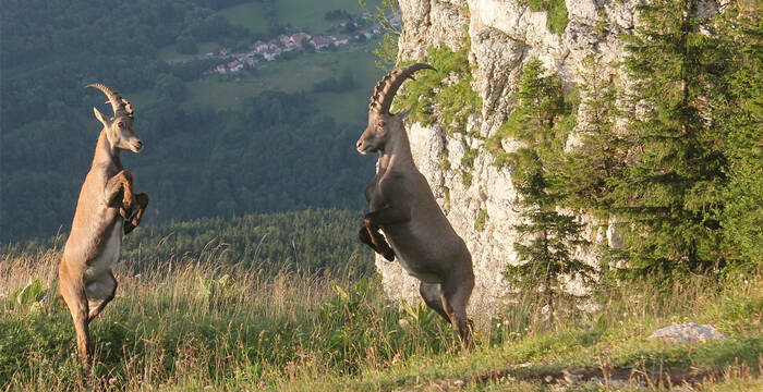Bouquetins mâles en plein confrontation