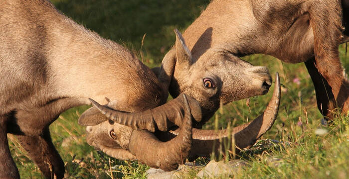 Bouquetins mâles en plein affrontement