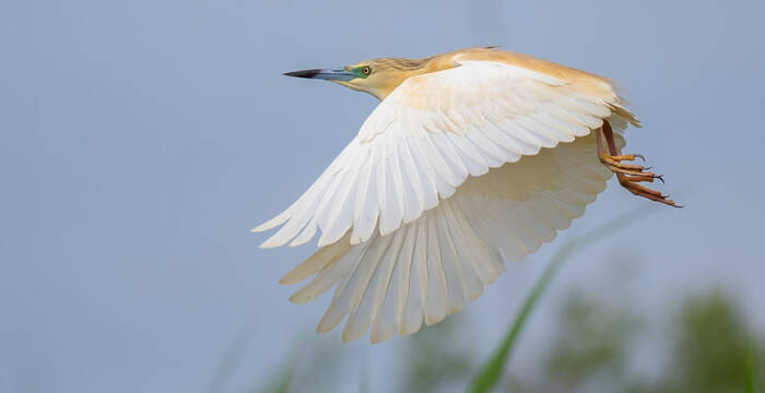 Crabier chevelu en vol
